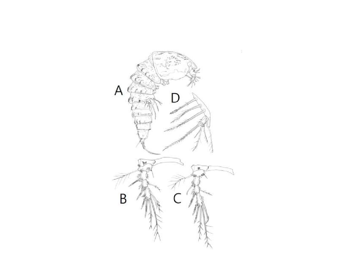 Nannopus sp. nov. female. A, habitus, lateral; B-D, P3-P5.