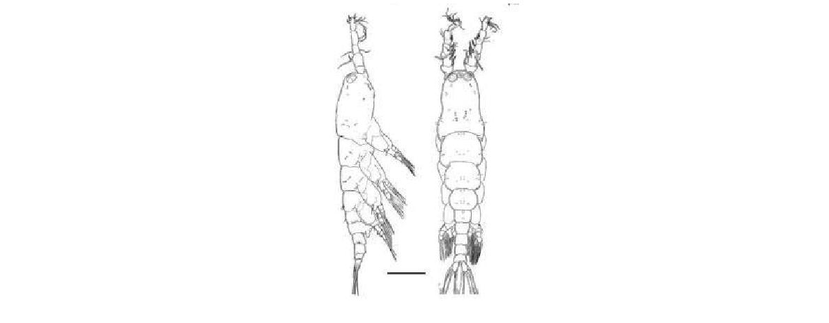 Monstrilla n. sp. Male. Left. Habitus Lateral; Right. Habitus, Dorsal. Scale bars: 200 μm