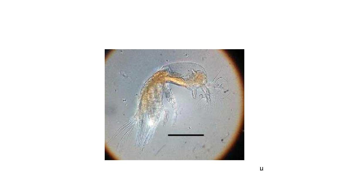 Maemonstrilla n. sp. Female. Habitus, Lateral. Scale bars: 200 μm