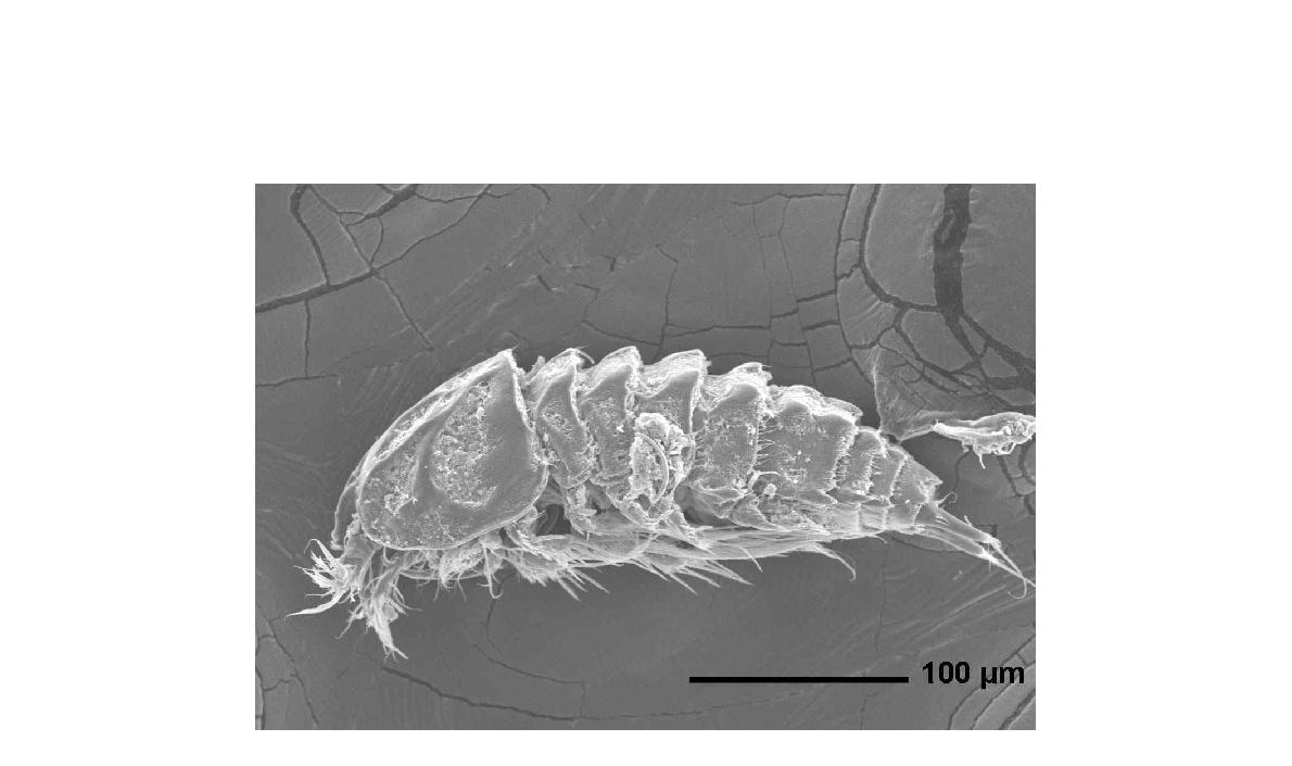 Enhydrosoma apimelon n. sp. Lateral view of paratype female on SEM stub.