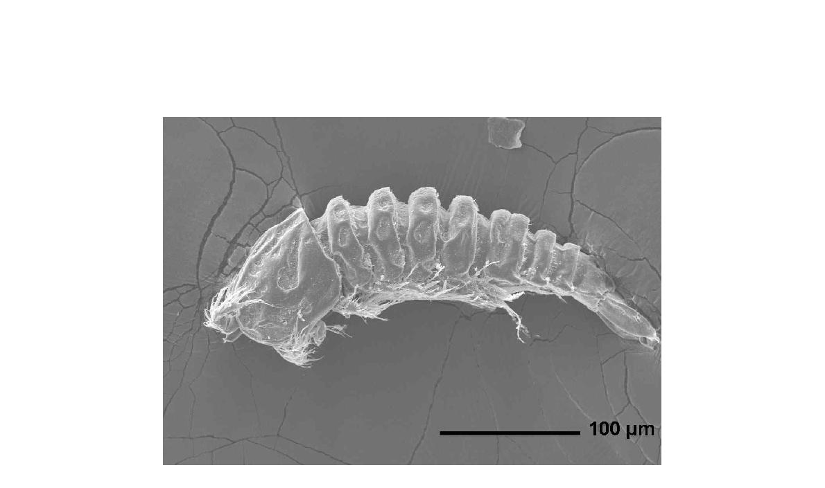 Enhydrosoma robustum n. sp. Lateral view of paratype female on SEM stub.