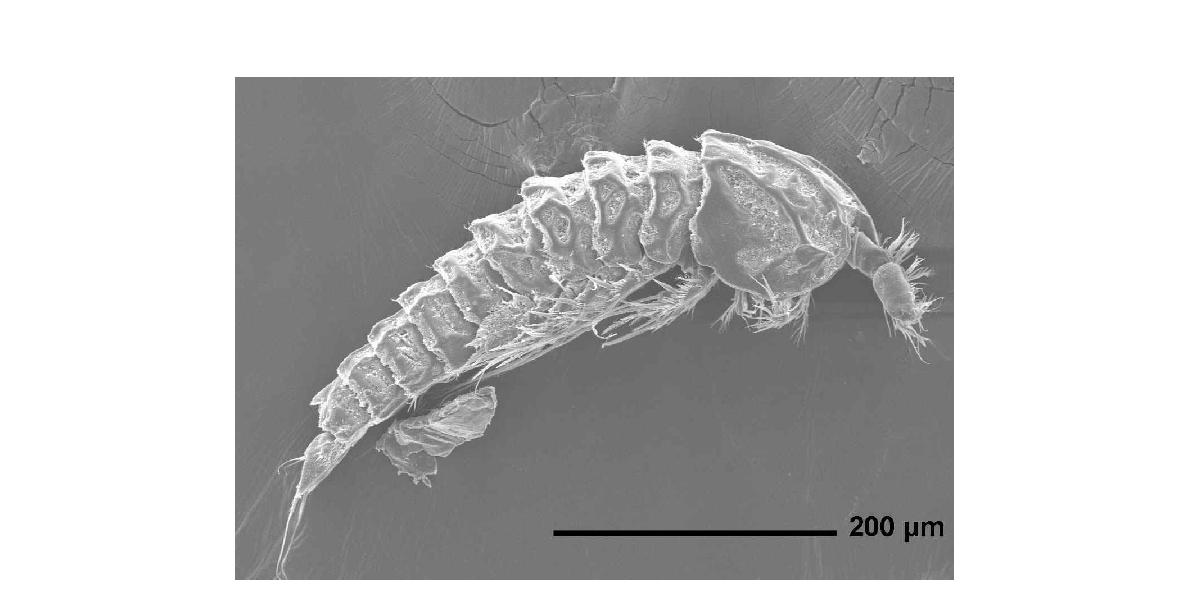 Enhydrosoma kosmetron n. sp. Lateral view of paratype male on SEM stub.