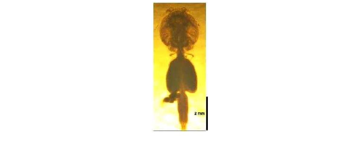 Photomicrograph of the habitus of Caligus bonito Wilson, 1905.