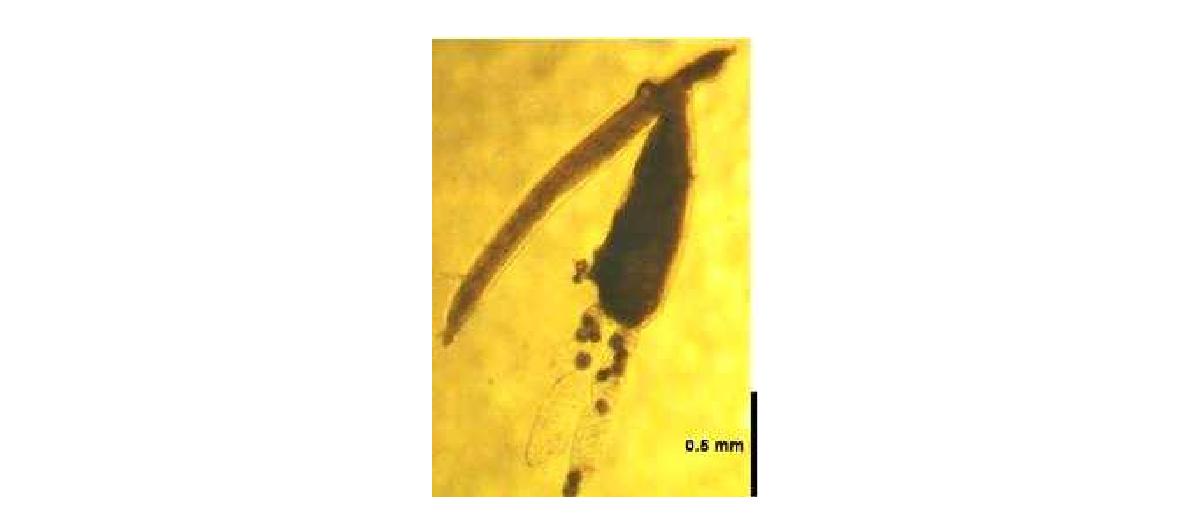 Photomicrograph of the habitus of Alella pagelli (Krøyer, 1863)