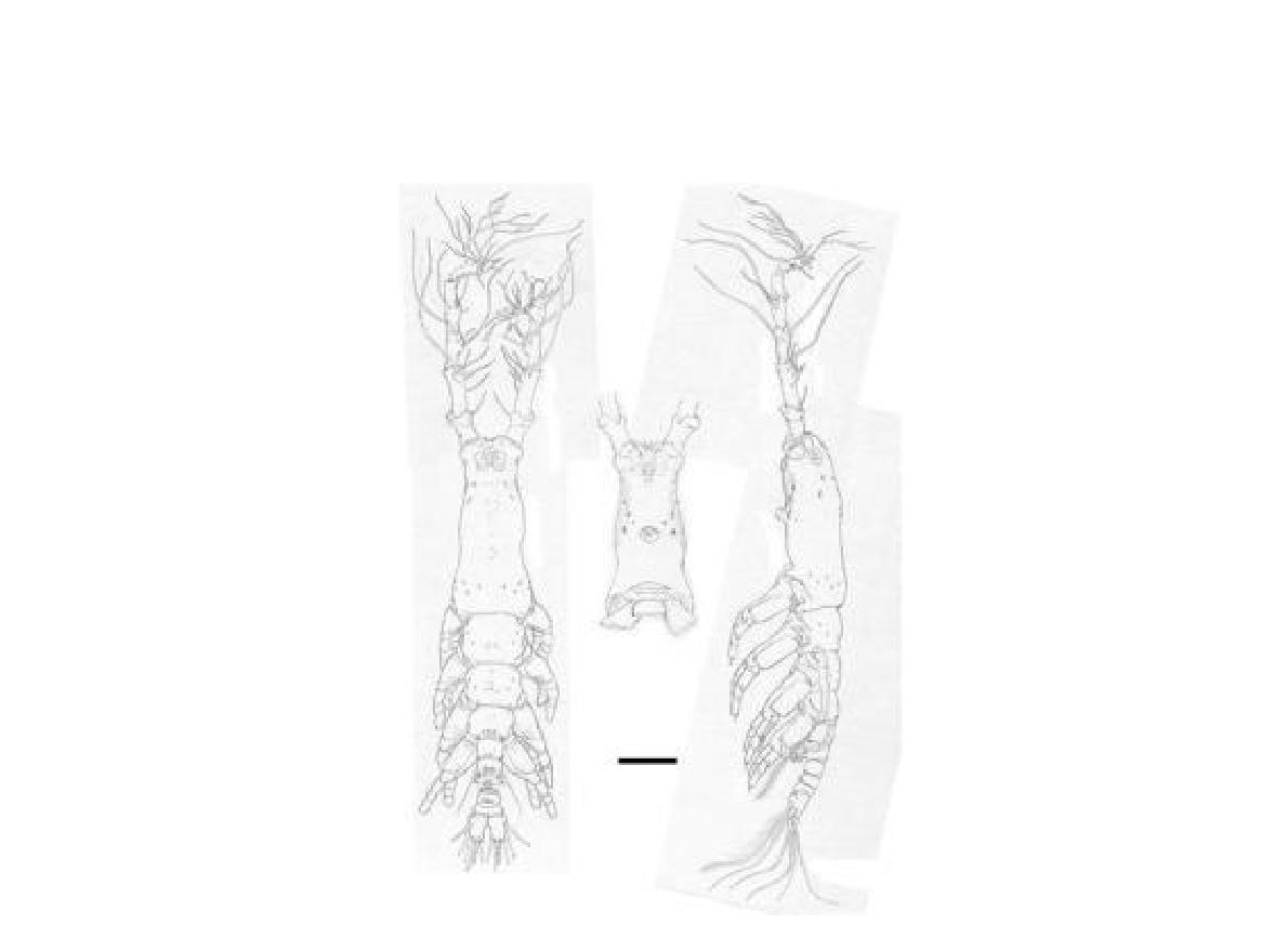 Monstrilla grandis. Male. Left. Habitus, Dorsal; Right. Habitus, Lateral; Middle. Cephalothorax, Ventral. Scale bars: 200 μm