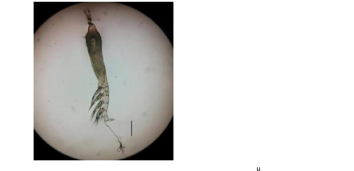 Cymbasoma morii. Female. Habitus, Lateral. Scale bars: 250 μm