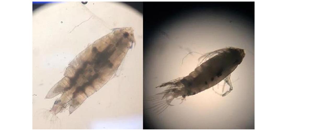 Pontella spinicauda. Left. Female. Habitus, Dorsal; Right. Male. Habitus, Dorsal