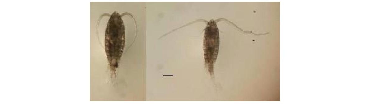 Centropages sinensis Left. Female. Habitus Dorsal; Right. Male. Habitus, Dorsal. Scale bars: 200 μm