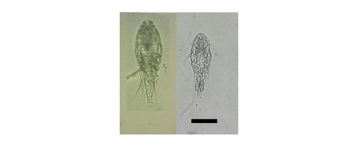 Oncaea zernovi. Left. Female. Habitus Dorsal; Right. Male. Habitus, Dorsal. Scale bars: 100 μm