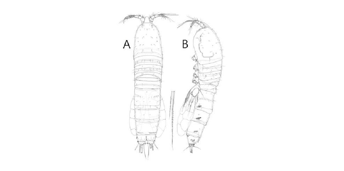 Paramaphiacella fulvofasciata Rosenfield and Coull, 1974, female. A, habitus, dorsal; B, habitus, lateral.