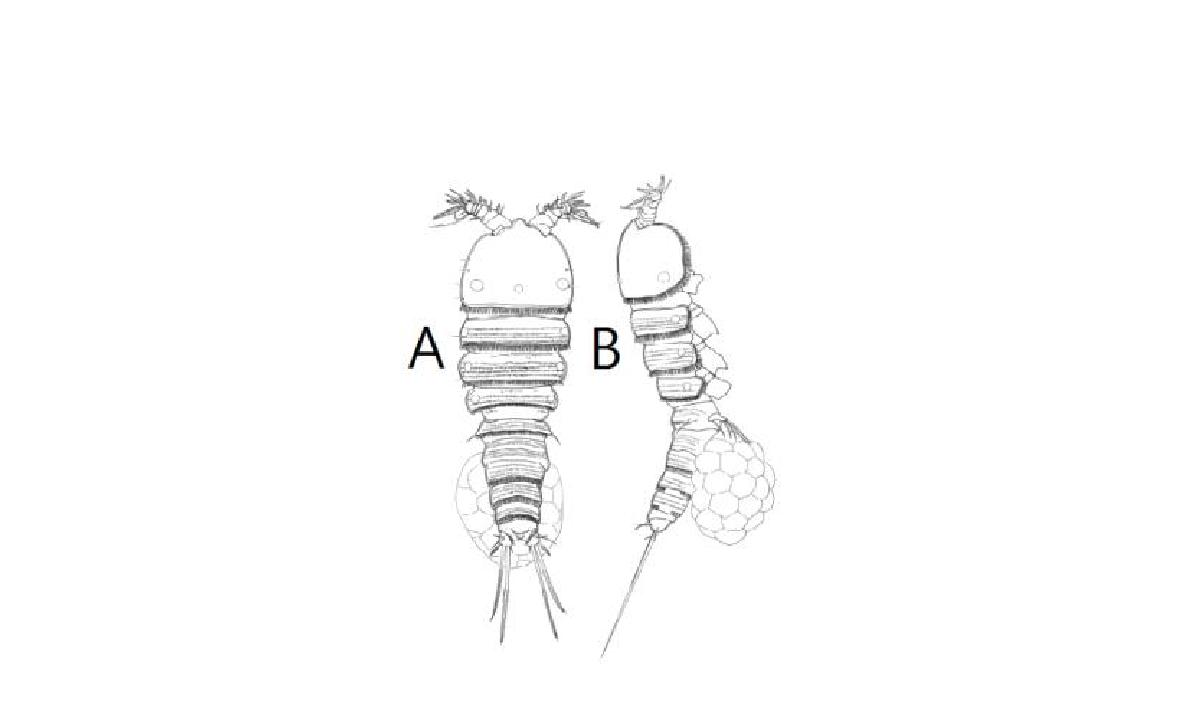 Microarthridion littorale (Poppe, 1881), female. A, habitus, dorsal; B, habitus, lateral.