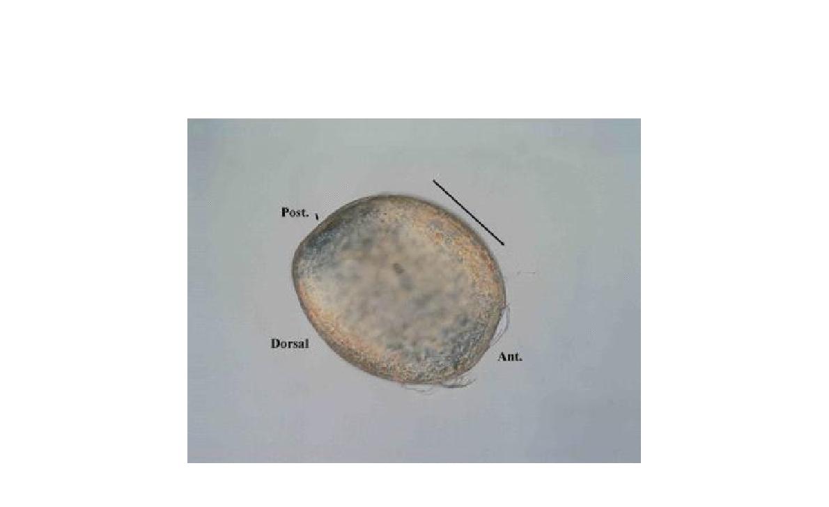 Eupolycope schornikovi n. sp.