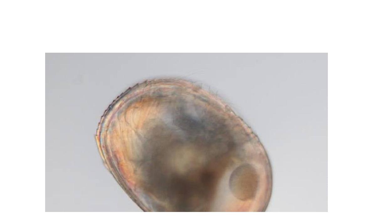 Parapolycope dongdong n. sp. Lateral views from the right side (postero-dorsal end not visible)