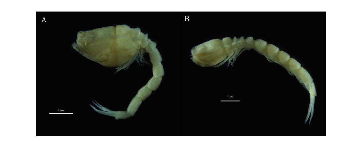 Bodotria spinifera Gamô.