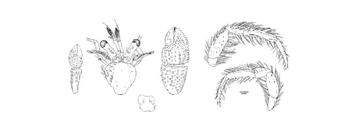 Pagurus insulae Asakura, 1991, female.