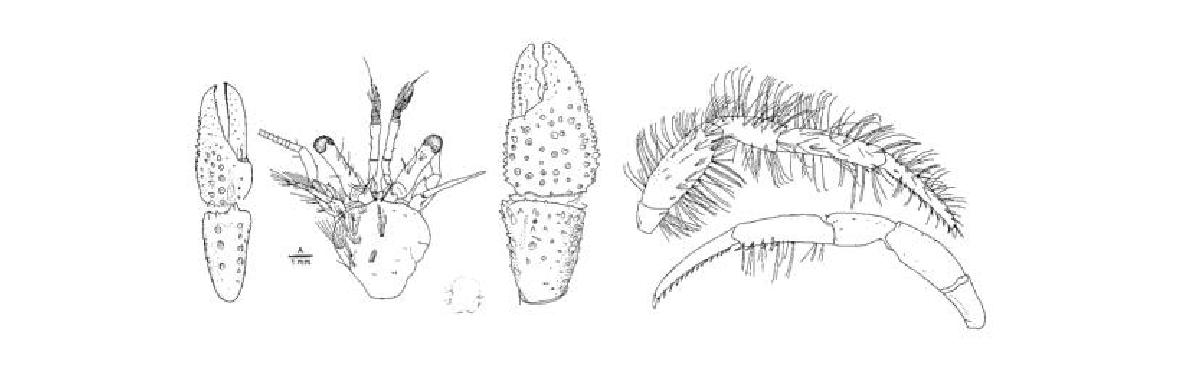 Pagurus quinquelineatus Komai, 2003, female.