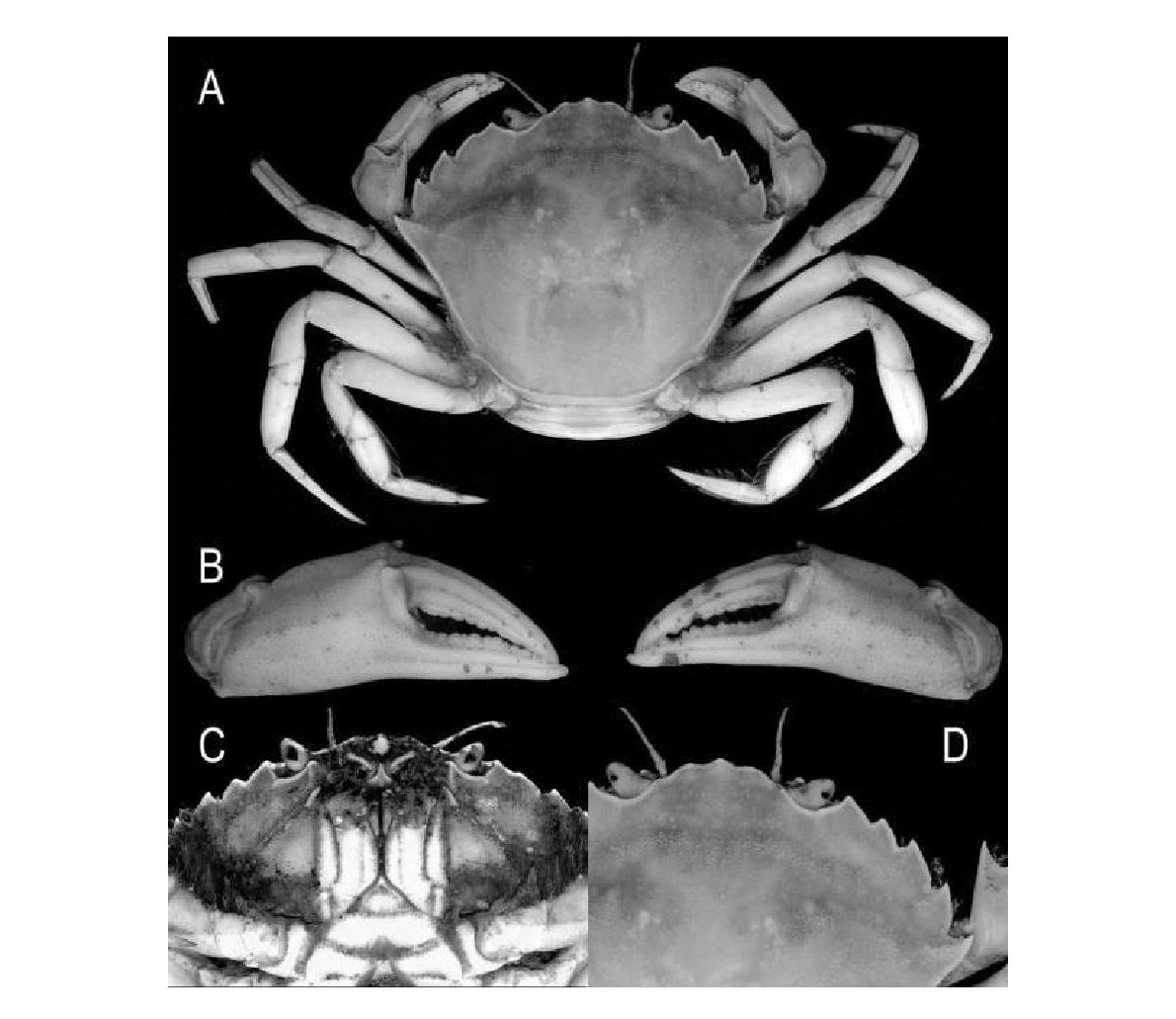 Carcinus aestuarii Nardo, 1847. Female, CWXCL: 53mmX44mm.