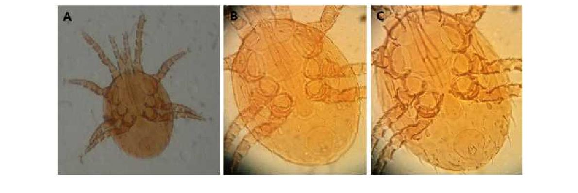 (A) Microscopic image of Copriphis hastatellus Berlese, 1910; (B) Dorsal view; (C) Ventral view.