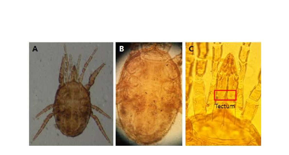 (A) Microscopic image of Holostaspella scatophila Takaku, 1994; (B) Dorsal view; (C) Tectum.