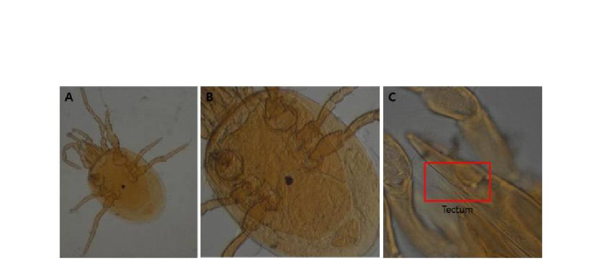 (A) Microscopic image of Onchodellus siculus Berlese, 1892; (B) Ventral view; (C) Tectum.