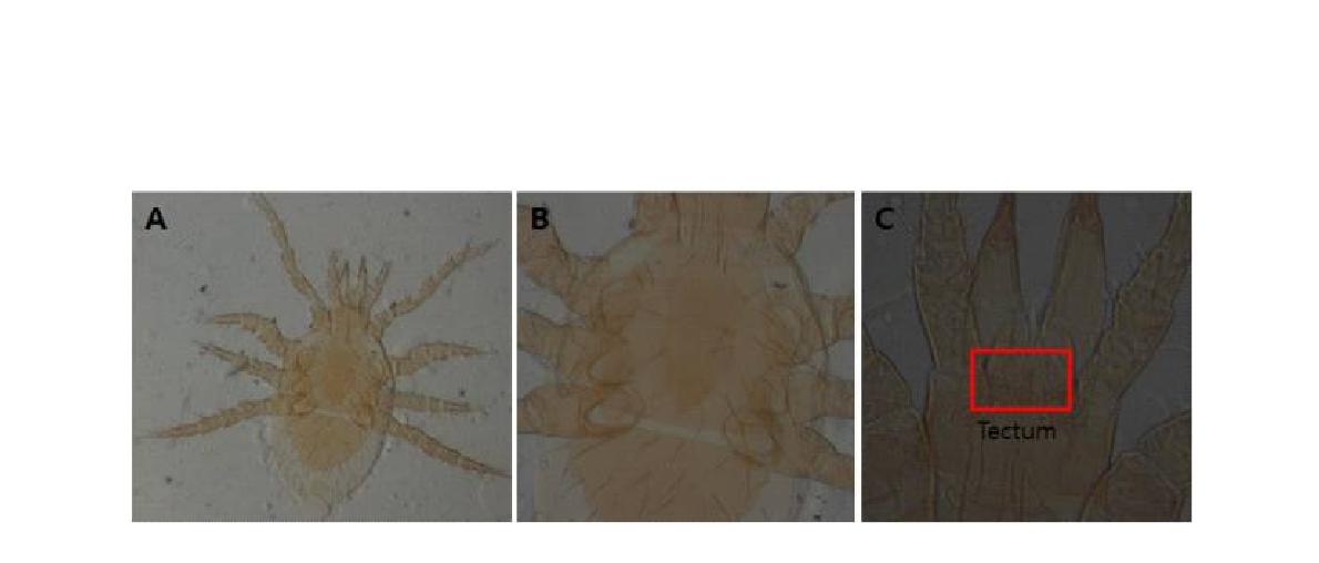 (A) Microscopic image of Parasitus consanguineus Oudemans and Voigts, 1904; (B) Dorsal view; (C) Tectum.