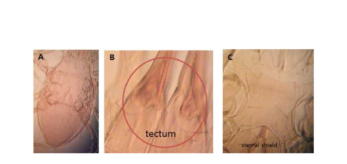 (A) Microscopic image of Parasitus insignis Holzmann, 1969; (B) Tectum; (C) Sternal shield.