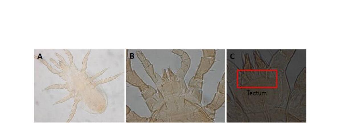 (A) Microscopic image of Arctoseius cetratus Sellnick, 1940; (B) Hypostem; (C) Tectum.