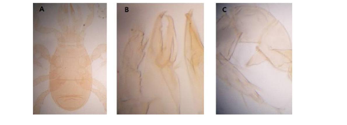 (A) Microscopic image of Neogamasus eogenualis Athias-Henriot, 1977; (B) Chelicera; (C) Apophysis.