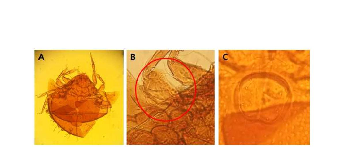 (A) Microscopic image of Peloribates barbatus Aoki, 1977; (B) Sensillus and bothridium; (C) Genital plates with setae.