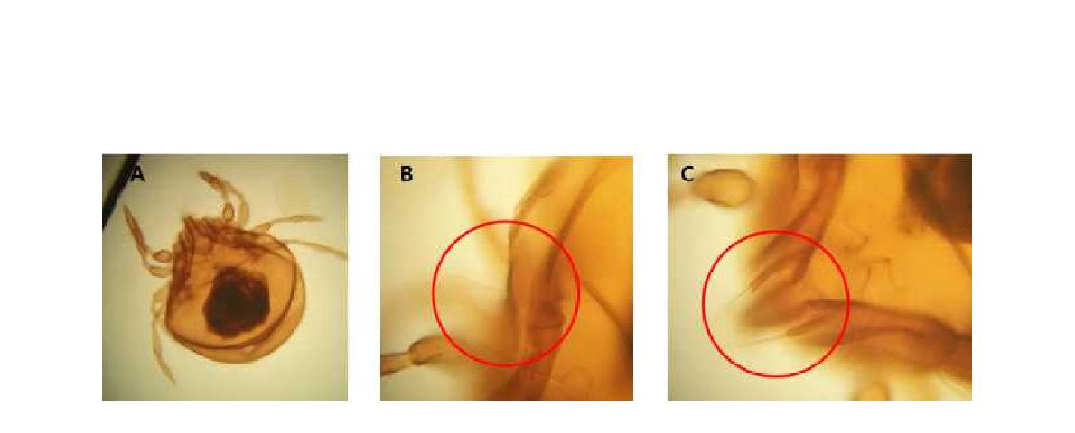 (A) Microscopic image of Gustavia aominensis Fujikawa, 2008; (B) Sensillus and bothridium; (C) Lamellar setae.