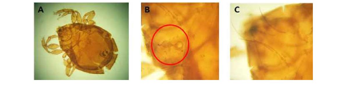 (A) Microscopic image of Phauloppia lucorum Koch, 1841; (B) Sensillus and bothridium; (C) Lamellar and interlamellar setae.