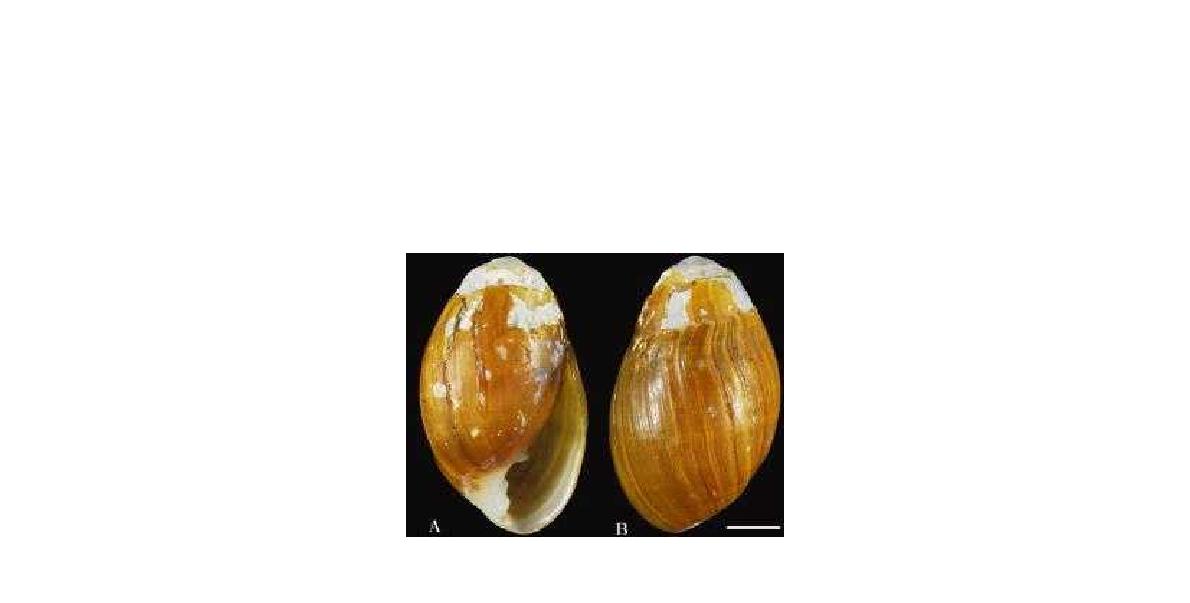 Photomicrograph of Auriculastra duplicata. A. Ventral view; B. Dorsal views; Scale Bar: 3 mm.