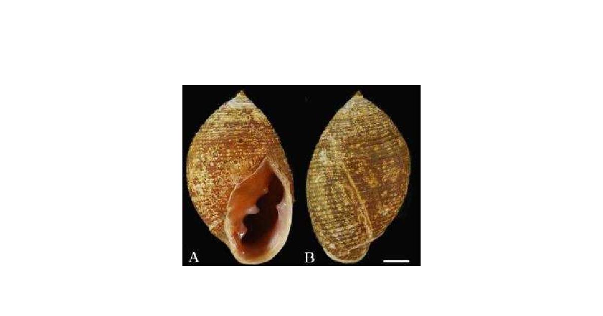 Photomicrograph of Laemodonta siamensis. A. Ventral view; B. Dorsal views; Scale Bar 1.5 mm.