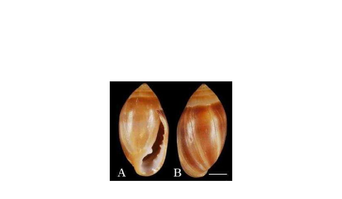 Photomicrograph of Melampus (Pira) flavus. A. Ventral view; B. dorsal views; Scale Bar 4 mm.