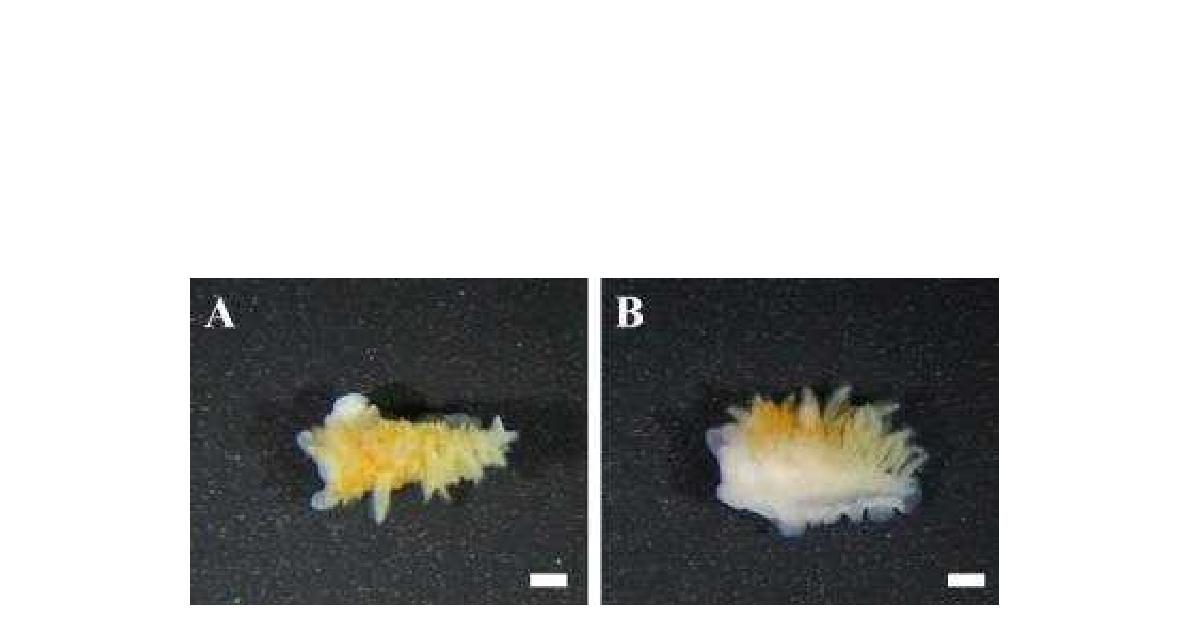 Flabellina athadona (Bergh, 1875). A. Dorsal view; B. Lateral view; A-B. Preserved specimen. Scale bars: 1 mm.