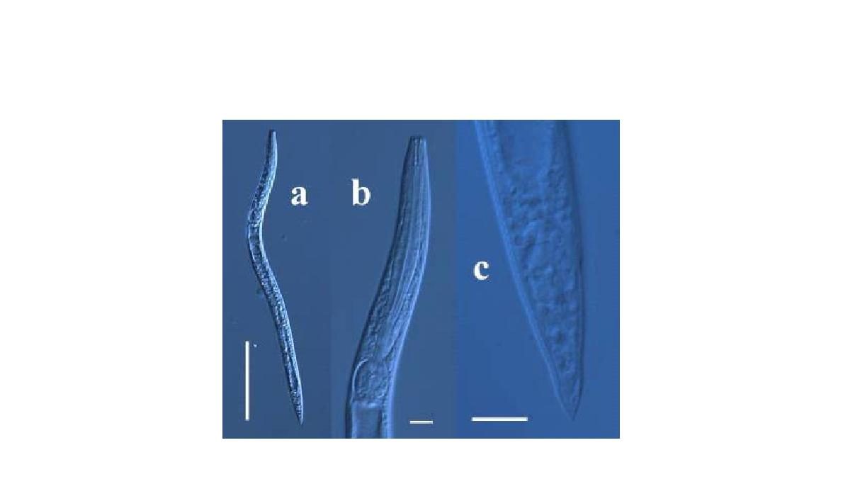 Acrobeloides n. sp. a. entire body. 100X. scale bar 100㎛; b. head and esophagus region. 400X. scale bar 10㎛; c. tail region. 1000X. scale bar 10 ㎛