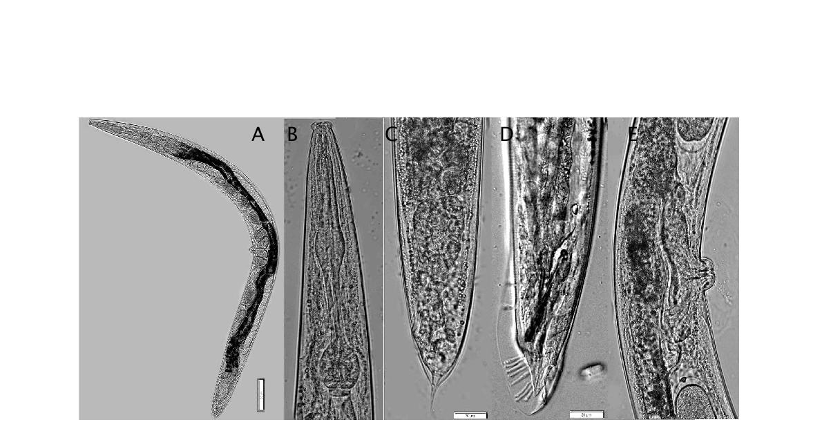 Pelodera strongyloides Schneider, 1860.