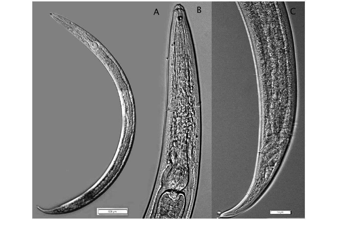 Plectus parietinus Bastian, 1865.