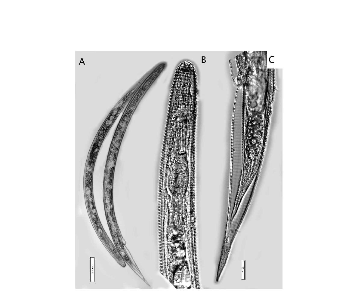 Hemicycliophora argiensis Khan & Nanjappa, 1972.