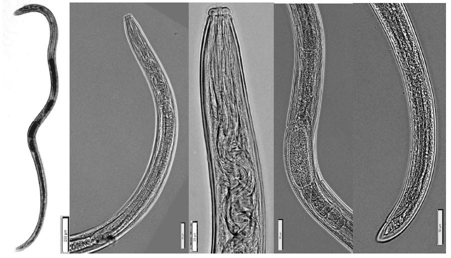 Nygolaimus vulgaris Thorne, 1930. Overall view; Anterior part; Vulva; Posterior part of female. Bar represents ㎛.