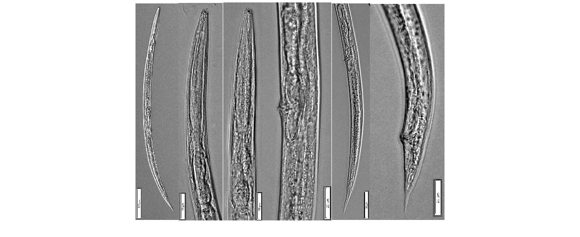 Panagrolaimus rigidus (Schneider, 1866) Thorne, 1937. Overall view; Anterior part; Vulva; Posterior part of female. Bar represents ㎛.