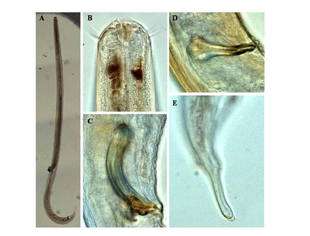 Enoplus meridionalis DIC photomicrographs, lateral view.