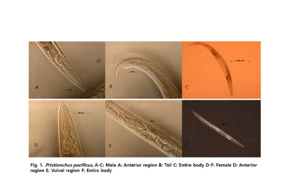 Pristionchus pacificus, A-C: Male A: Anterior region B: Tail C: Entire body D-F: Female D: Anterior region E: Vulval region F: Entire body.