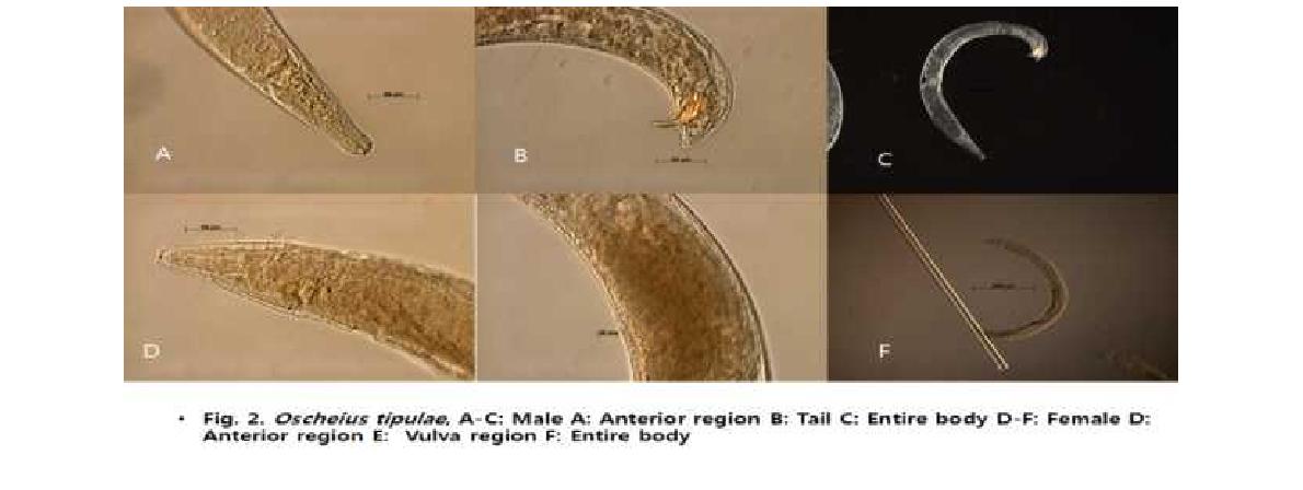 Oscheius tipulae, A-C: Male A: Anterior region B: Tail C: Entire body D-F: Female D: Anterior region E: Vulval region F: Entire body