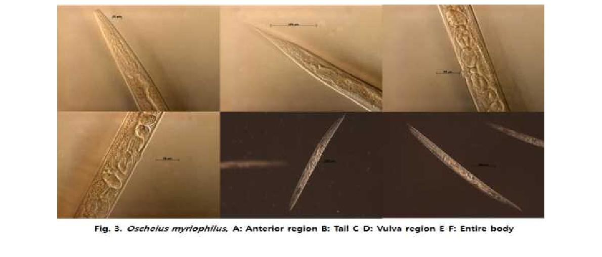 Oscheius myriophilus, A: Anterior region B: Tail C-D: Vulva region E-F: Entire body