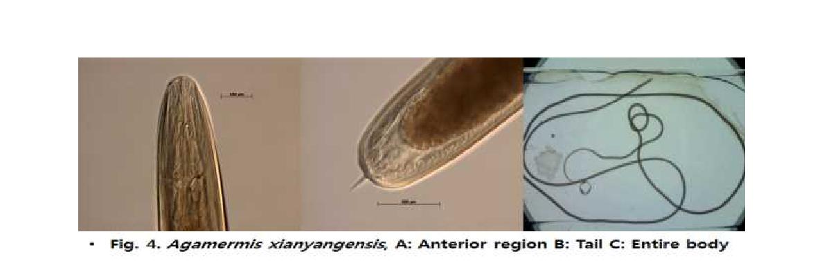 Agamermis xianyangensis, A: Anterior region B: Tail C: Entire body