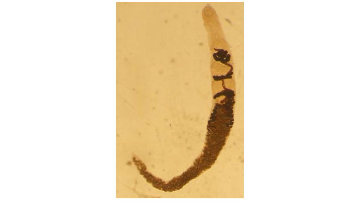 Brachylecithum strigis, pressured specimen.