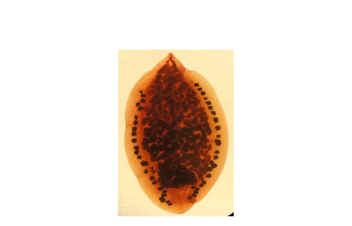 Pachytrema calculus. Semichon