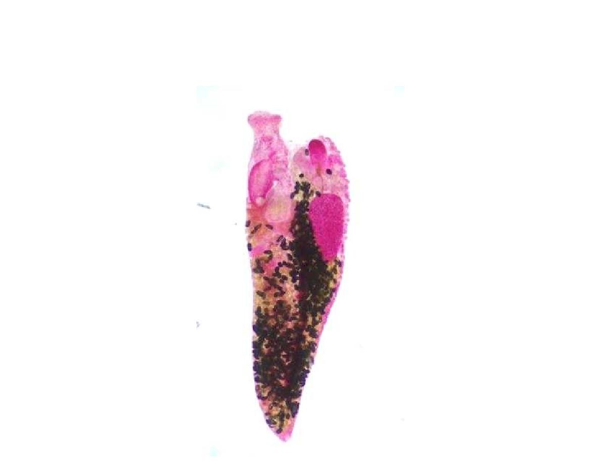 Aspidogaster ijimai, Semichon’s acetocarmine staining slide.