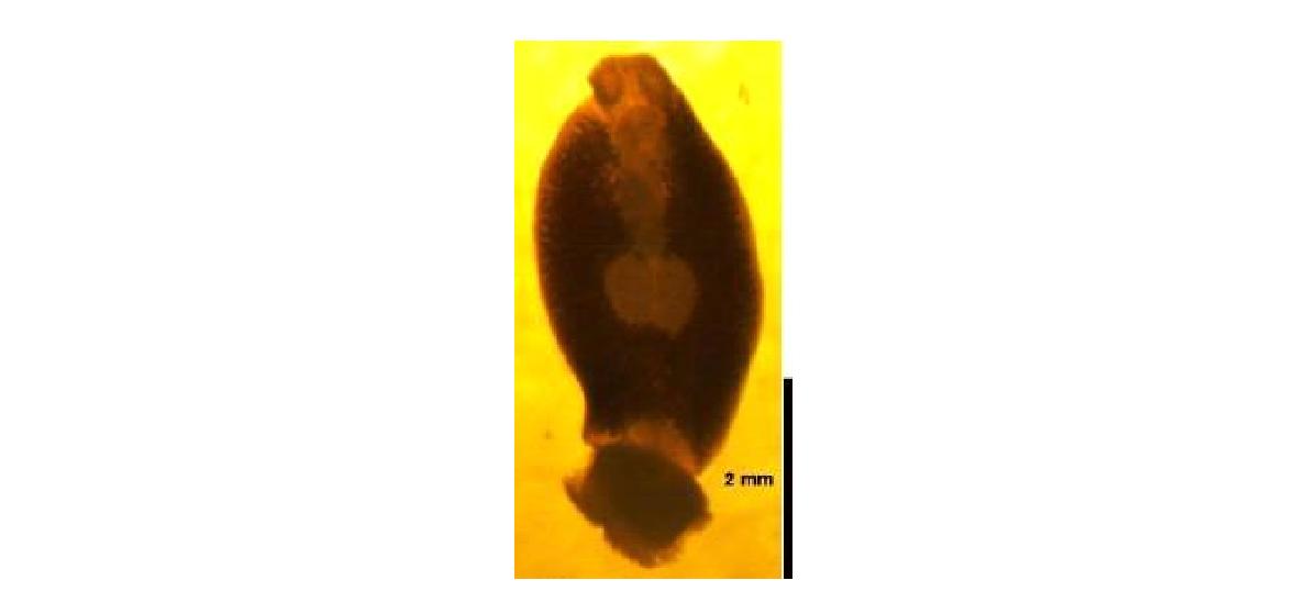 Photomicrograph of the habitus of Benedenia epinepehli.